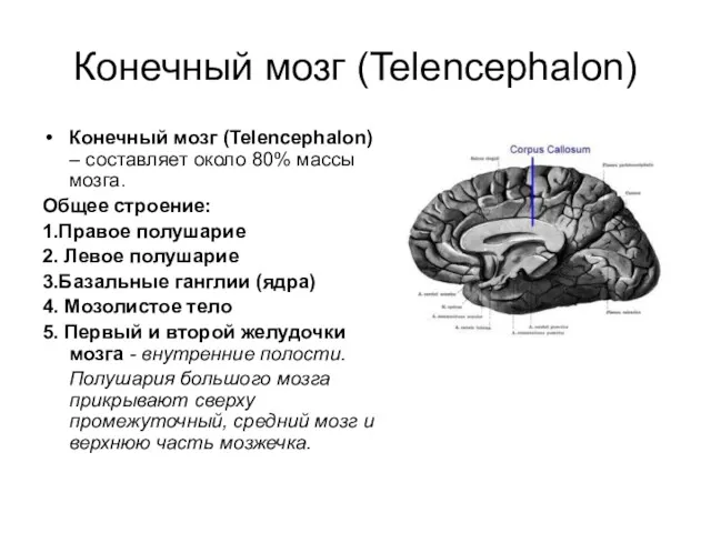 Конечный мозг (Telencephalon) Конечный мозг (Telencephalon) – составляет около 80%