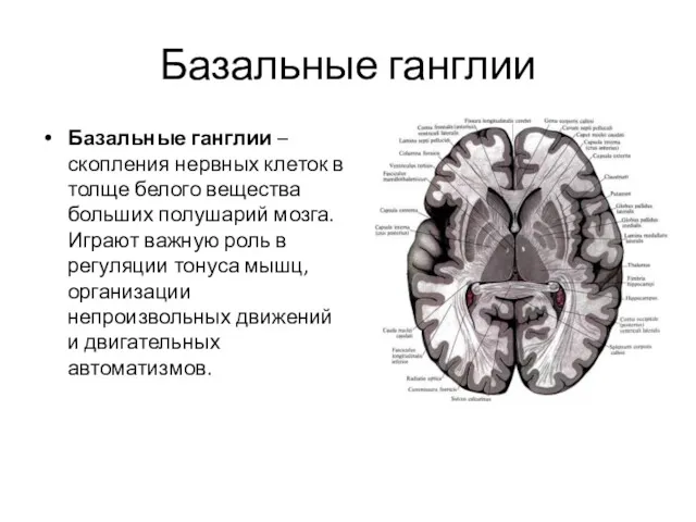 Базальные ганглии Базальные ганглии – скопления нервных клеток в толще