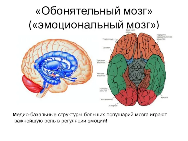 «Обонятельный мозг» («эмоциональный мозг») Медио-базальные структуры больших полушарий мозга играют важнейшую роль в регуляции эмоций!