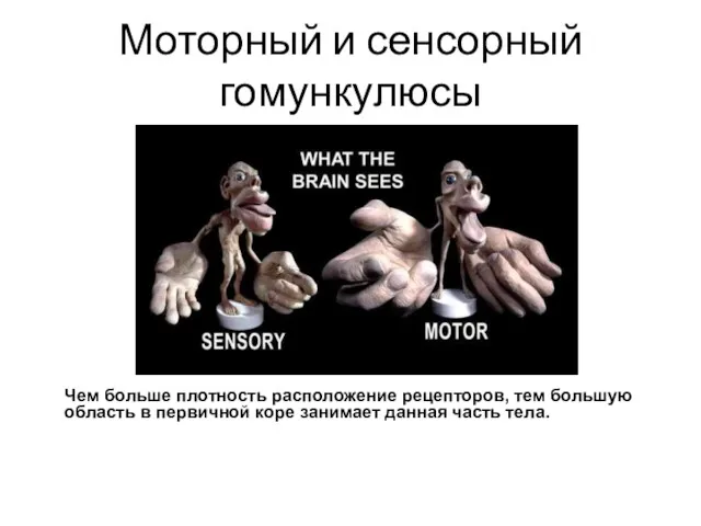 Моторный и сенсорный гомункулюсы Чем больше плотность расположение рецепторов, тем