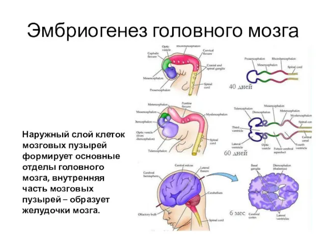 Эмбриогенез головного мозга Наружный слой клеток мозговых пузырей формирует основные