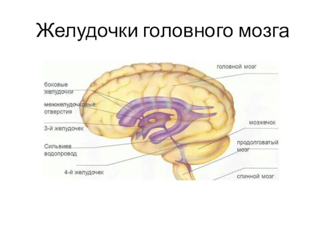 Желудочки головного мозга