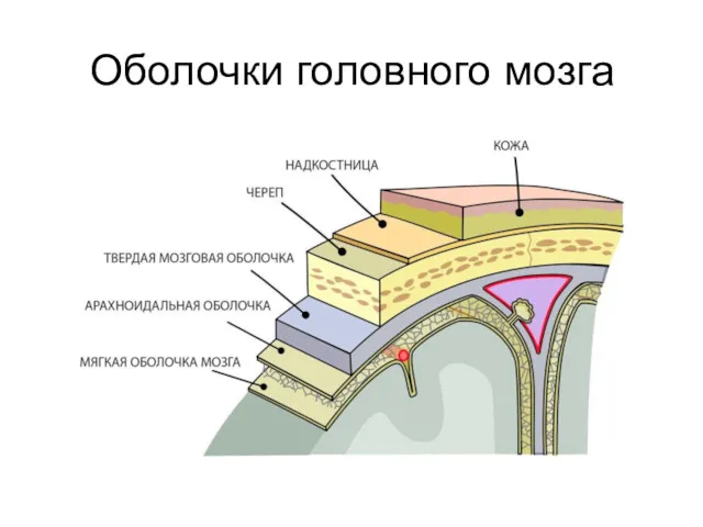 Оболочки головного мозга