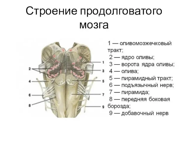 Строение продолговатого мозга