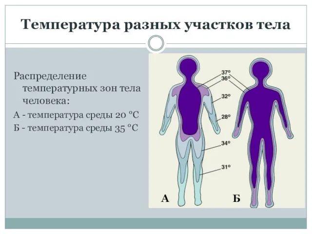 Температура разных участков тела Распределение температурных зон тела человека: А