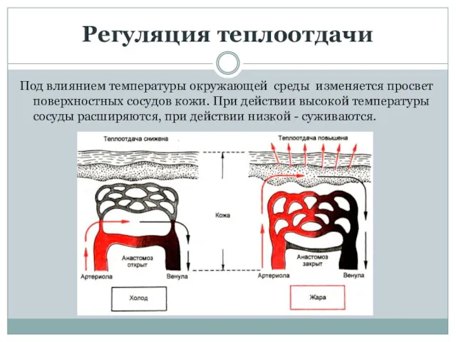 Регуляция теплоотдачи Под влиянием температуры окружающей среды изменяется просвет поверхностных