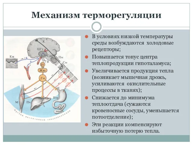 Механизм терморегуляции В условиях низкой температуры среды возбуждаются холодовые рецепторы;