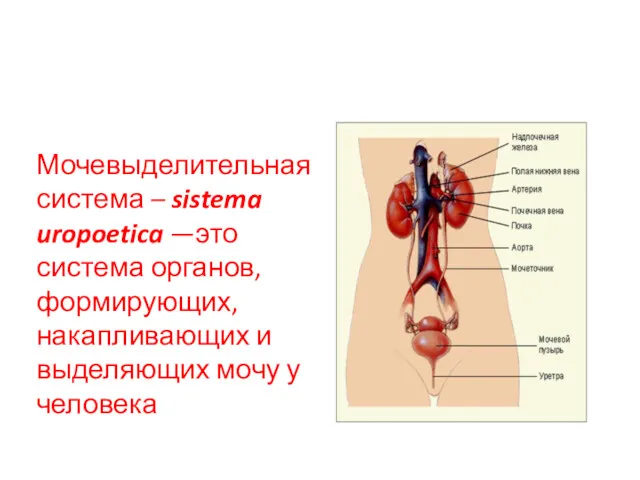 Мочевыделительная система – sistema uropoetica —это система органов, формирующих, накапливающих и выделяющих мочу у человека