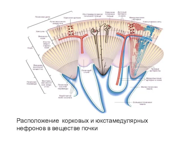 Расположение корковых и юкстамедулярных нефронов в веществе почки