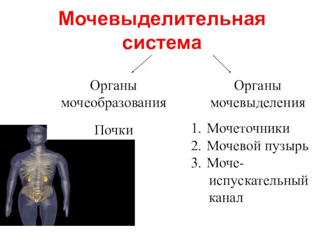 Мочевыделительная система Органы мочеобразования Органы мочевыделения Почки Мочеточники Мочевой пузырь Моче- испускательный канал