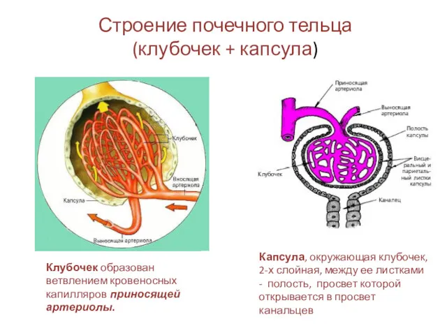 Клубочек образован ветвлением кровеносных капилляров приносящей артериолы. Капсула, окружающая клубочек, 2-х слойная, между