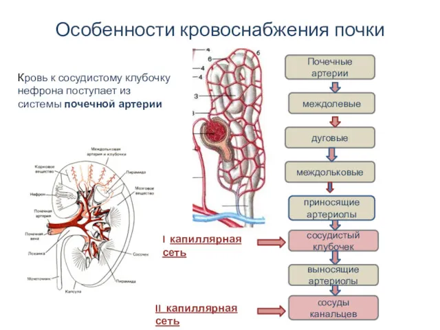 Особенности кровоснабжения почки Кровь к сосудистому клубочку нефрона поступает из системы почечной артерии