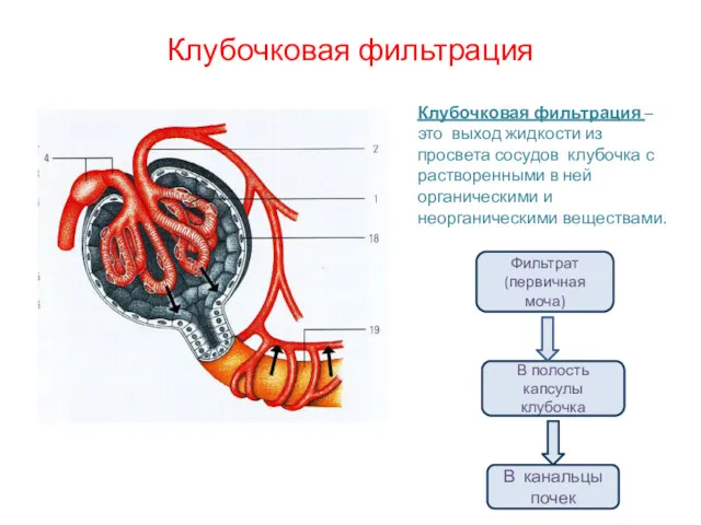 Клубочковая фильтрация Клубочковая фильтрация – это выход жидкости из просвета