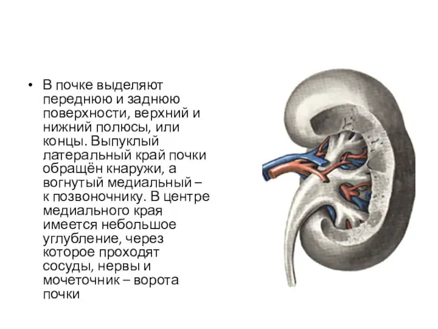 В почке выделяют переднюю и заднюю поверхности, верхний и нижний полюсы, или концы.