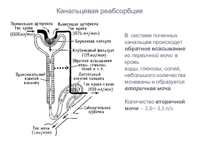 Канальцевая реабсорбция В системе почечных канальцев происходит обратное всасывание из