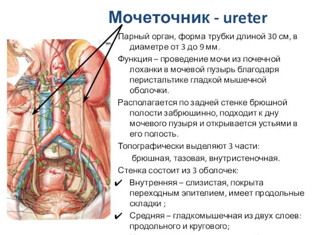 Мочеточник - ureter Парный орган, форма трубки длиной 30 см, в диаметре от