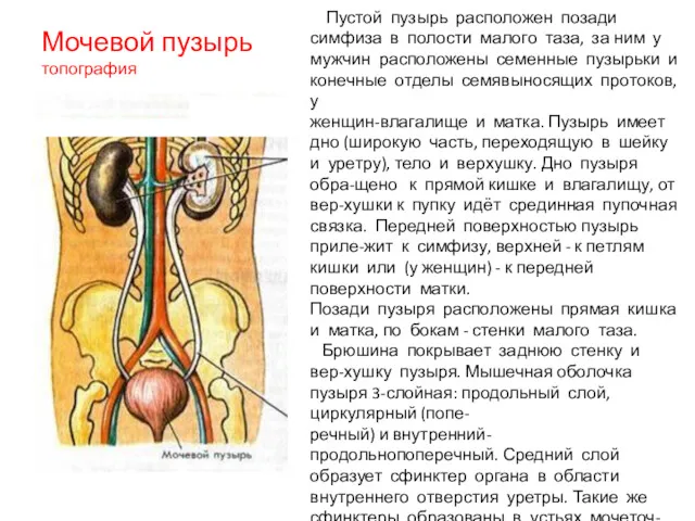 Мочевой пузырь топография Пустой пузырь расположен позади симфиза в полости малого таза, за