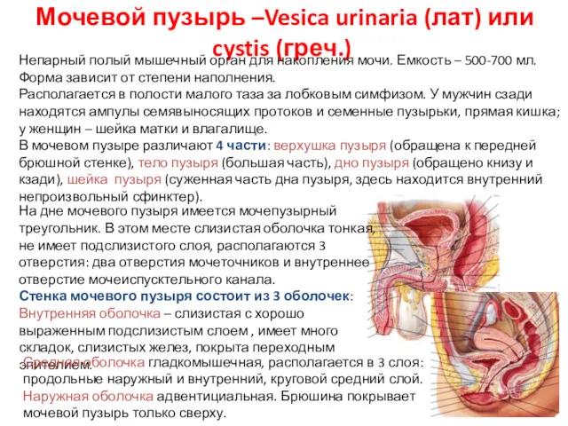 Мочевой пузырь –Vesica urinaria (лат) или cystis (греч.) Непарный полый мышечный орган для