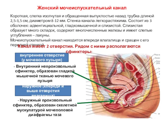 Женский мочеиспускательный канал Короткая, слегка изогнутая и обращенная выпуклостью назад трубка длиной 2,5-3,5