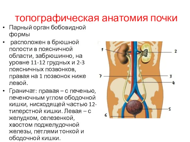 топографическая анатомия почки Парный орган бобовидной формы расположен в брюшной полости в поясничной