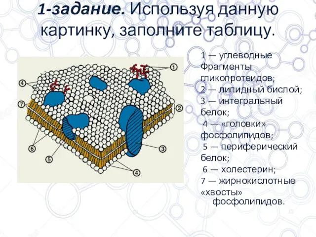 1-задание. Используя данную картинку, заполните таблицу. 1 — углеводные Фрагменты