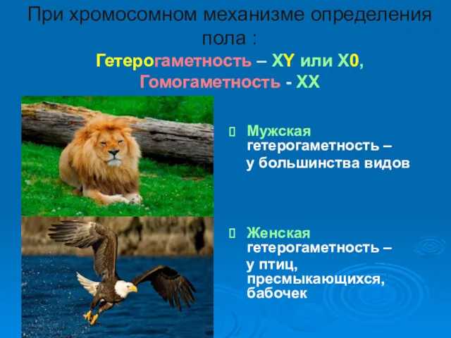 При хромосомном механизме определения пола : Гетерогаметность – ХY или