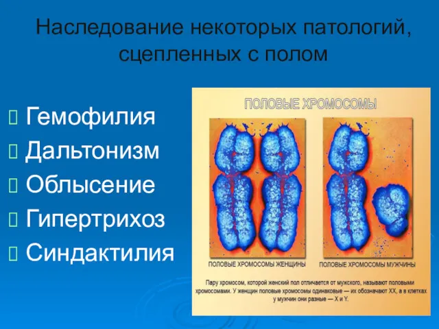 Наследование некоторых патологий, сцепленных с полом Гемофилия Дальтонизм Облысение Гипертрихоз Синдактилия