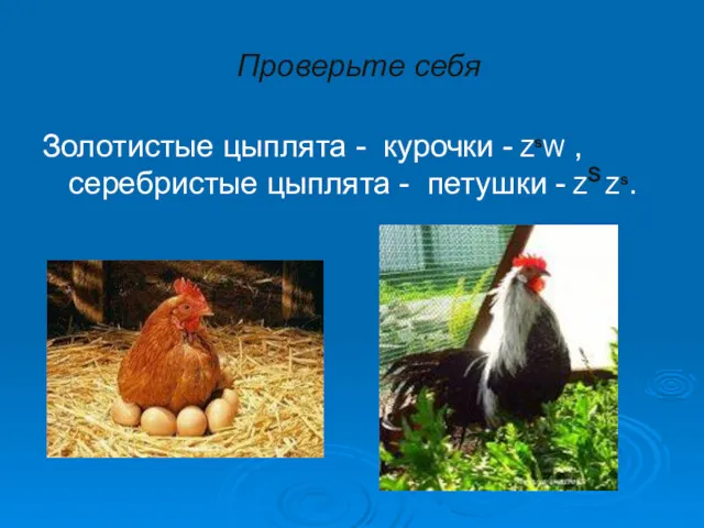 Проверьте себя Золотистые цыплята - курочки - ZsW , серебристые цыплята - петушки - ZS Zs.
