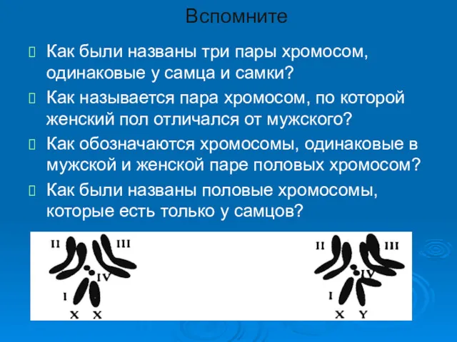 Вспомните Как были названы три пары хромосом, одинаковые у самца