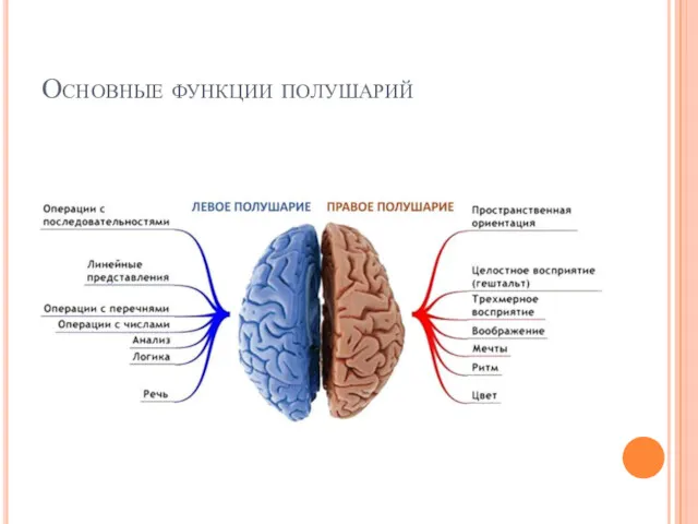 Основные функции полушарий