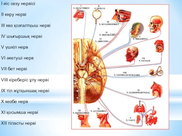 I иіс сезу нервісі II көру нерві III көз қозғалтқыш