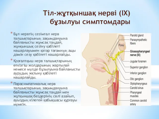 Бұл нервтің сезімтал нерв талшықтарының зақымдануына байланысты жұмсақ таңдай, жұнқыншық