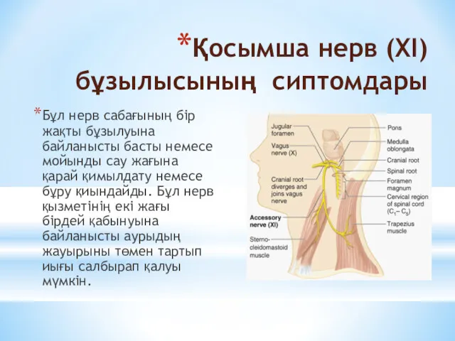 Қосымша нерв (XI) бұзылысының сиптомдары Бұл нерв сабағының бір жақты