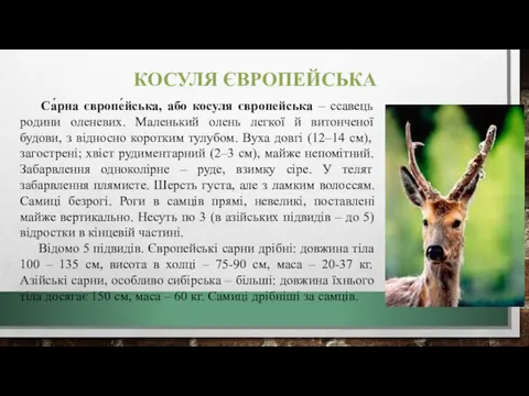 КОСУЛЯ ЄВРОПЕЙСЬКА Са́рна європе́йська, або косуля європейська – ссавець родини