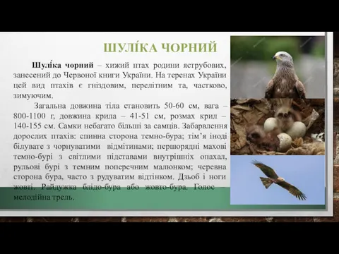 ШУЛІ́КА ЧОРНИЙ Шулі́ка чорний – хижий птах родини яструбових, занесений