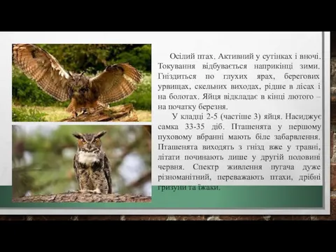 Осілий птах. Активний у сутінках і вночі. Токування відбувається наприкінці