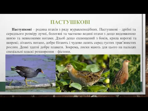 ПАСТУШКОВІ Пастушкові – родина птахів з ряду журавлеподібних. Пастушкові –