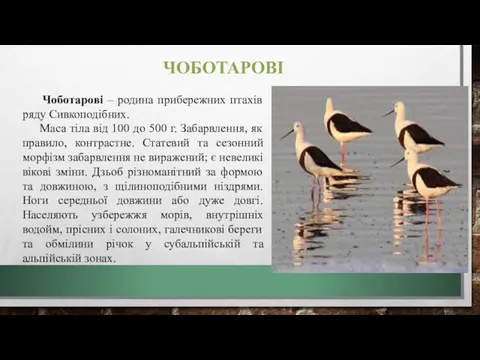 ЧОБОТАРОВІ Чоботарові – родина прибережних птахів ряду Сивкоподібних. Маса тіла