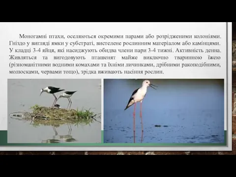 Моногамні птахи, оселяються окремими парами або розрідженими колоніями. Гніздо у