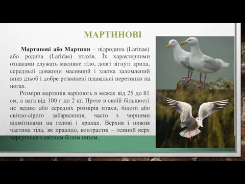 МАРТИНОВІ Мартинові або Мартини – підродина (Larinae) або родина (Laridae)