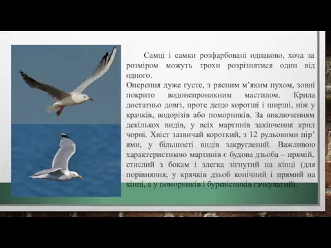 Самці і самки розфарбовані однаково, хоча за розміром можуть трохи