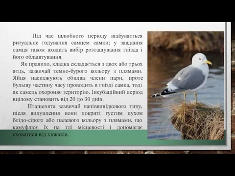 Під час шлюбного періоду відбувається ритуальне годування самцем самки; у