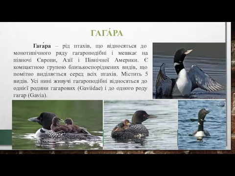 ГАГА́РА Гага́ра – рід птахів, що відносяться до монотипічного ряду