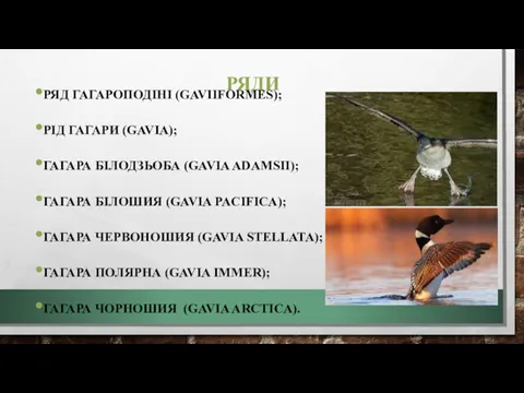 РЯДИ РЯД ГАГАРОПОДІНІ (GAVIIFORMES); РІД ГАГАРИ (GAVIA); ГАГАРА БІЛОДЗЬОБА (GAVIA