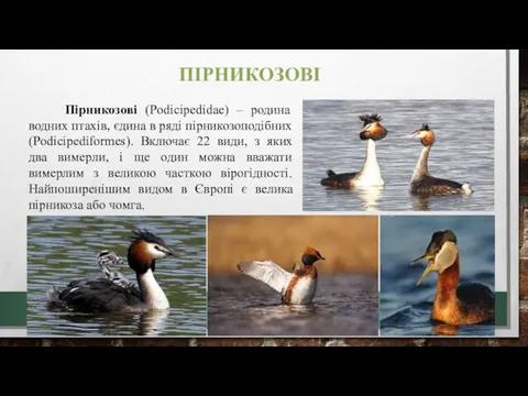 ПІРНИКОЗОВІ Пірникозові (Podicipedidae) – родина водних птахів, єдина в ряді