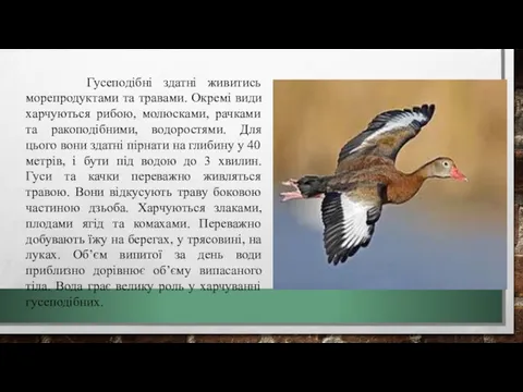 Гусеподібні здатні живитись морепродуктами та травами. Окремі види харчуються рибою,