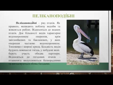 ПЕЛІКАНОПОДІ́БНІ Пеліканоподі́бні – ряд птахів. Як правило, мешкають поблизу водойм