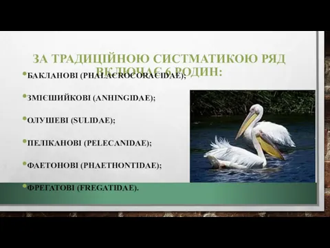 ЗА ТРАДИЦІЙНОЮ СИСТМАТИКОЮ РЯД ВКЛЮЧАЄ 6 РОДИН: БАКЛАНОВІ (PHALACROCORACIDAE); ЗМІЄШИЙКОВІ