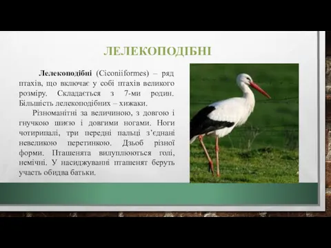 ЛЕЛЕКОПОДІБНІ Лелекоподібні (Ciconiiformes) – ряд птахів, що включає у собі