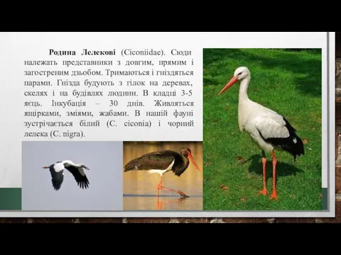 Родина Лелекові (Ciconiidae). Сюди належать представники з довгим, прямим і